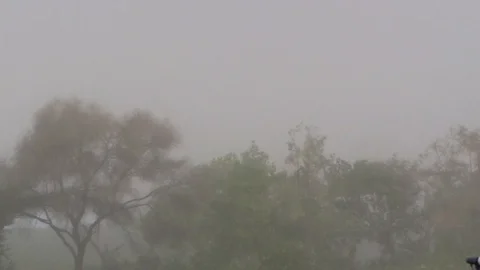 Sand Storm typhoon lash trees in video Stock Footage 94320687