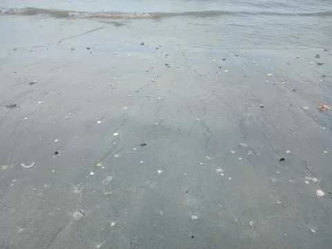 Sand surface the beach has seashells that look shiny Stock Photos