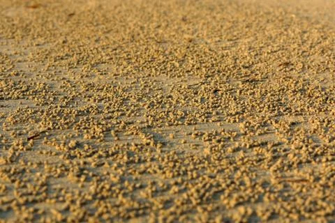 Sand surface covered with many small sandy crab balls. Abstract background of Stock Photos