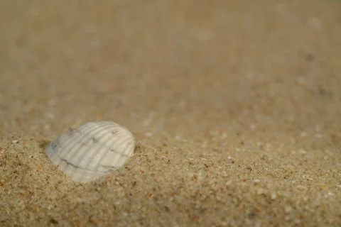 Sand texture - background Foto stock