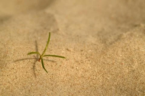 Sand texture - background Stock Photos