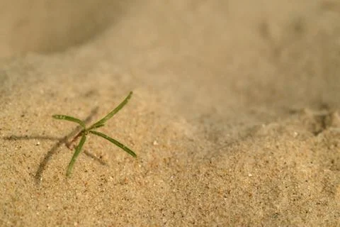 Sand texture - background Foto stock