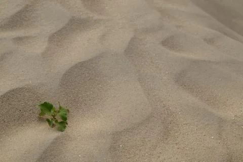 Sand texture - background Stock Photos