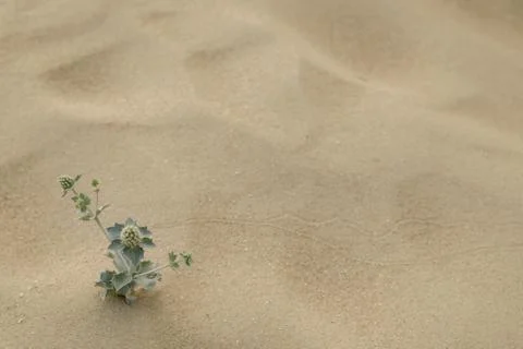 Sand texture - background Stock Photos