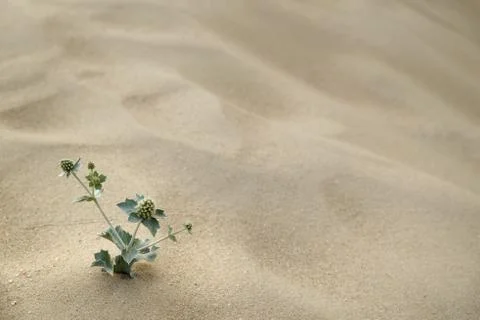 Sand texture - background Stock Photos