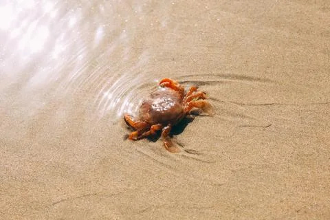 Sand texture background with red crab or crayfish. Nature sand top view on beach Stock Photos