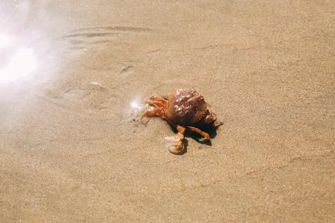 Sand texture background with red crab or crayfish. Nature sand top view on beach Stock Photos