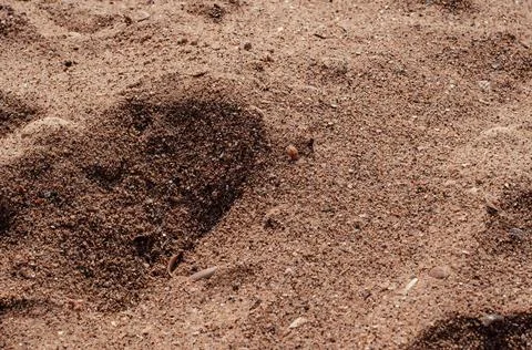 Sand texture background. Top view Stock Photos