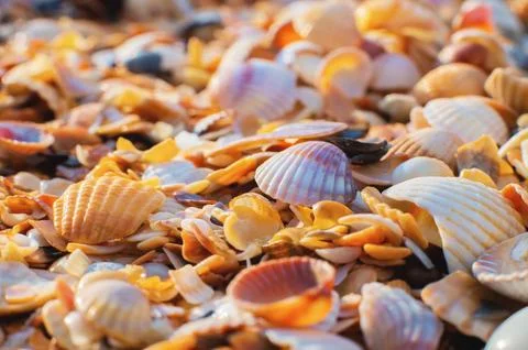Sand texture on the beach. Seashells background, lots of amazing shells, finely 库存照片