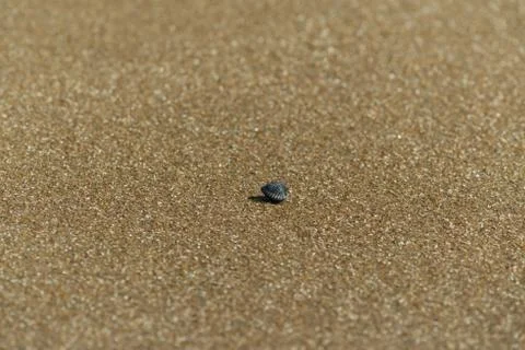 Sand texture close up, coast Stock Photos