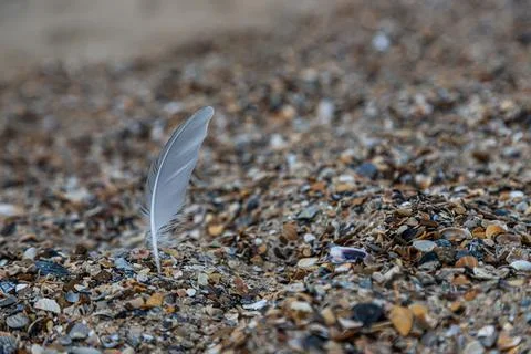 Sand texture. Copy space. Top view. Flat lay. Feather of a bird on wet sand c Stock Photos