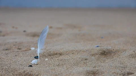 Sand texture. Copy space. Top view. Flat lay. Feather of a bird on wet sand c Stock Photos