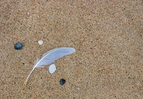 Sand texture. Copy space. Top view. Flat lay. Feather of a bird on wet sand c Stock Photos