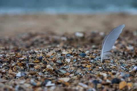 Sand texture. Copy space. Top view. Flat lay. Feather of a bird on wet sand c Foto stock