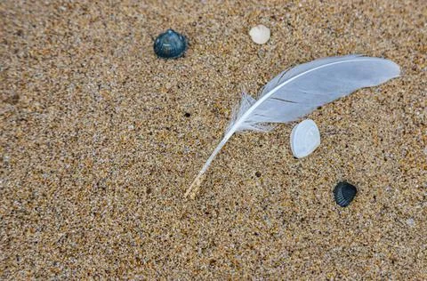 Sand texture. Copy space. Top view. Flat lay. Feather of a bird on wet sand c Stock Photos