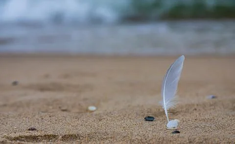 Sand texture. Copy space. Top view. Flat lay. Feather of a bird on wet sand c Stock Photos