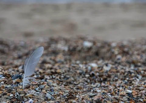 Sand texture. Copy space. Top view. Flat lay. Feather of a bird on wet sand c Stock-Fotos