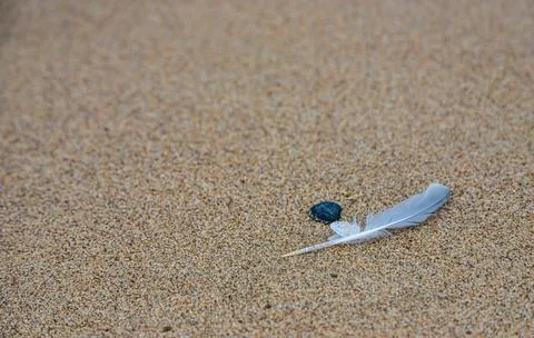 Sand texture. Copy space. Top view. Flat lay. Feather of a bird on wet sand c Stock Photos