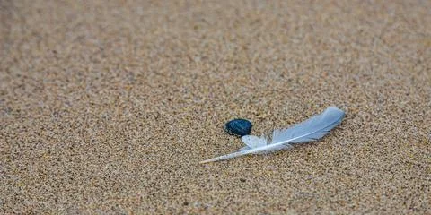 Sand texture. Copy space. Top view. Flat lay. Feather of a bird on wet sand c Stock Photos