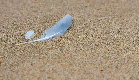 Sand texture. Copy space. Top view. Flat lay. Feather of a bird on wet sand c Stock Photos