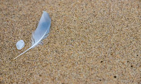 Sand texture. Copy space. Top view. Flat lay. Feather of a bird on wet sand c Foto stock