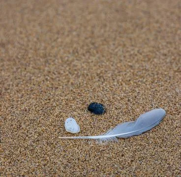 Sand texture. Copy space. Top view. Flat lay. Feather of a bird on wet sand c Stock Photos