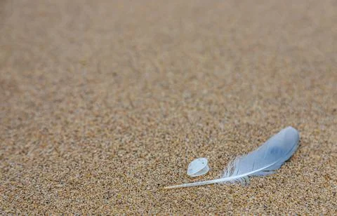 Sand texture. Copy space. Top view. Flat lay. Feather of a bird on wet sand c Stock Photos