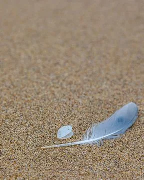 Sand texture. Copy space. Top view. Flat lay. Feather of a bird on wet sand c Stock Photos