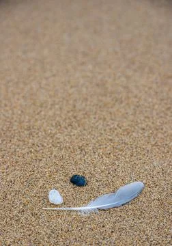 Sand texture. Copy space. Top view. Flat lay. Feather of a bird on wet sand c Stock Photos