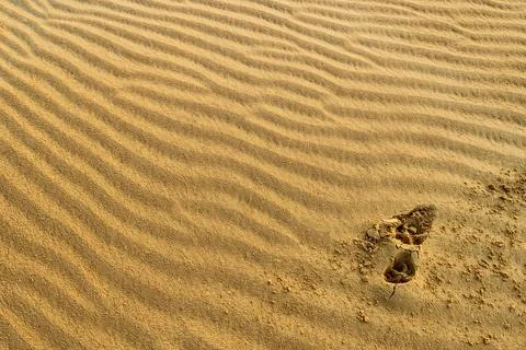 Sand texture with predator footprints on a desert dune with patterns in the f Fotos de archivo