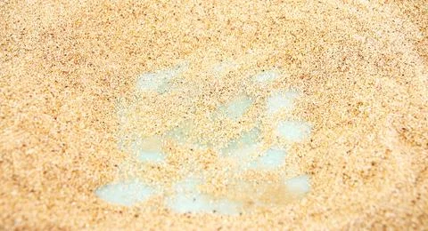 Sand texture. Sandy beach for background 写真素材