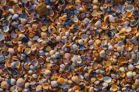 Sand texture. Sandy beach for background. Top view Stock Photos