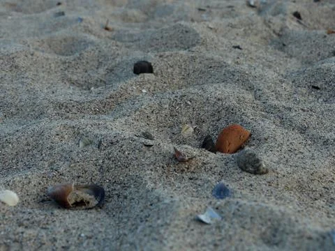 Sand texture shows different types of shells and rocks on the beach during Foto stock