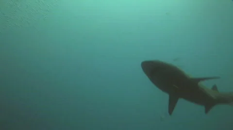 Sand Tiger or Ragged Tooth Shark Stock Footage 295991