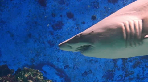Sand Tiger Shark (Carcharias Taurus) Stock Footage 62809178