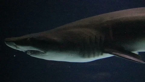Sand tiger shark close up Stock Footage 86326154