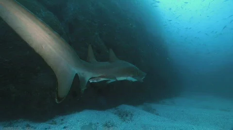 Sand Tiger Shark Stock Footage 735808