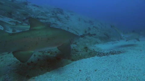 Sand Tiger Shark Stock Footage 735847