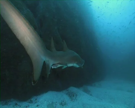 Sand Tiger Shark Stock Footage 735924