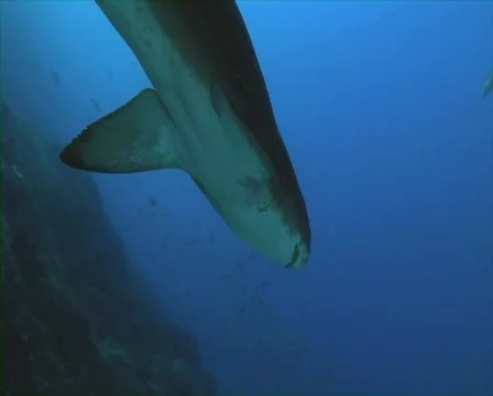 Sand Tiger Shark Stock Footage 735928