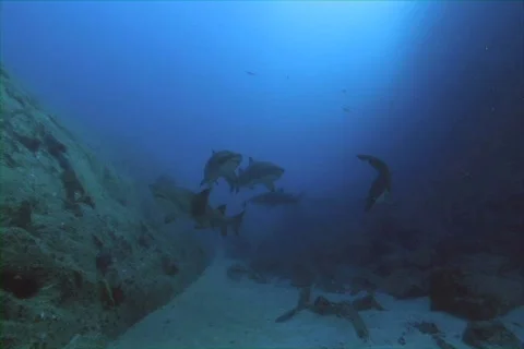 Sand Tiger Shark Stock Footage 736513