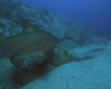 Sand Tiger Shark Stock Footage 736516