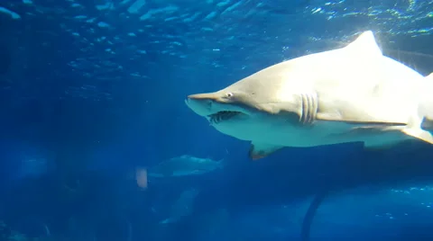 Sand tiger shark. Stock Footage