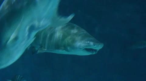 Sand Tiger Shark Stock Footage 64827679