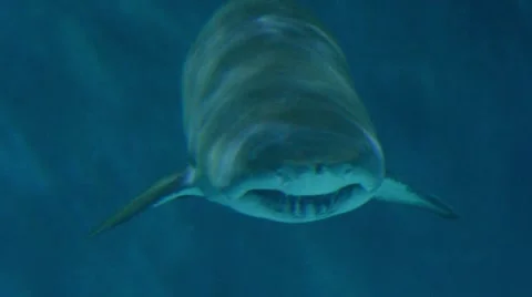 Sand Tiger Shark 스톡 동영상 64827681
