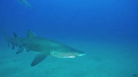 Sand Tiger Shark Stock Footage