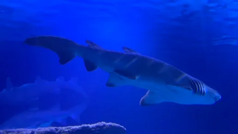 Sand  tiger shark Stock Footage 305867373