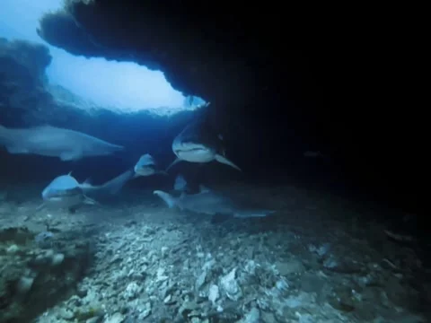 Sand Tiger shark- Ragged Tooth shark in caves Stock Footage 276686239