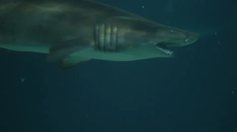 Sand tiger shark swimming and breathing Stock Footage