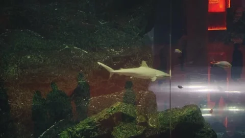 Sand Tiger Shark Swimming inside Dubai Aquarium Tank Stock-Footage 347787134